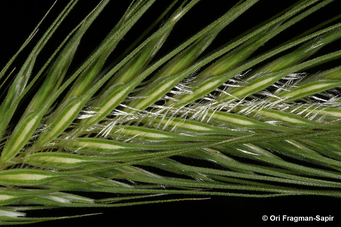 Dasypyrum villosum  Dasypyrum villosum,Geotagged,Greece,Spring