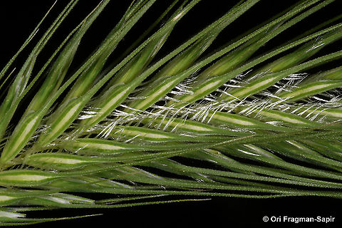 Dasypyrum villosum  Dasypyrum villosum,Geotagged,Greece,Spring