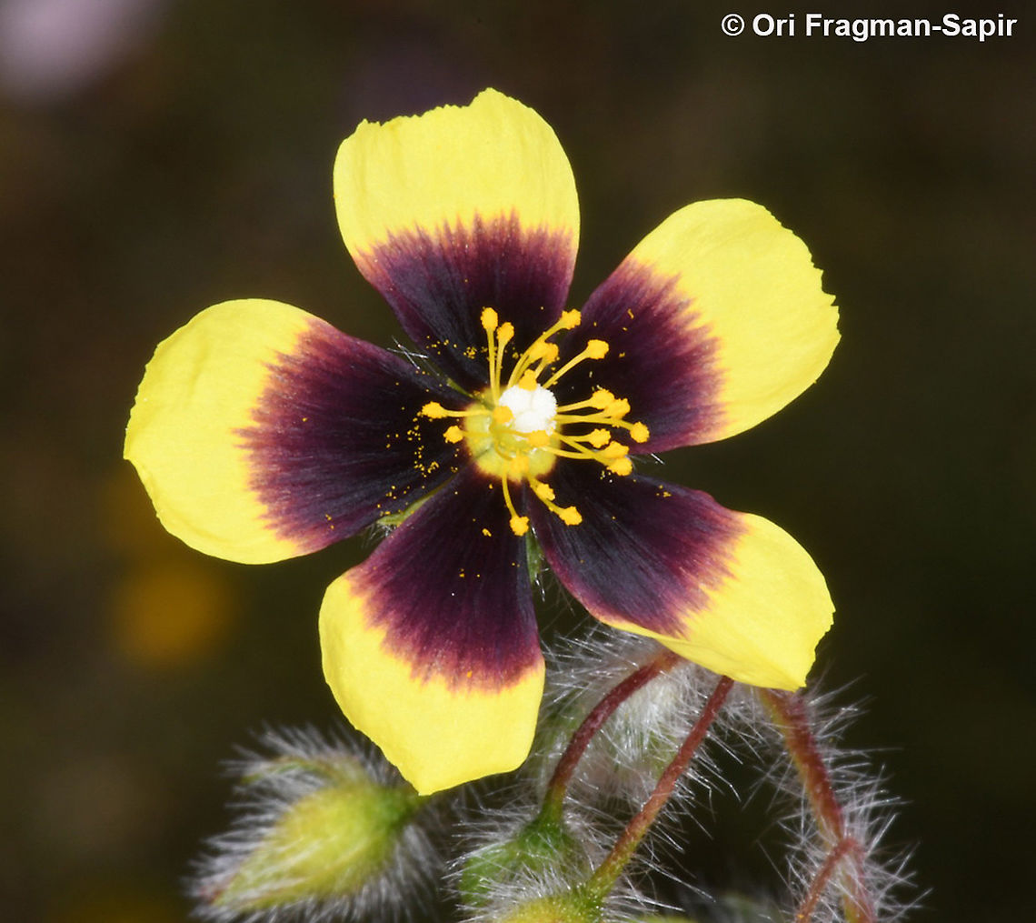 Tuberaria guttata  Geotagged,Greece,Spotted Rock-Rose,Spring,Tuberaria guttata