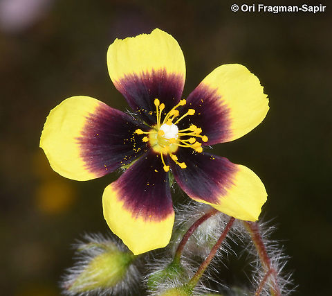 Tuberaria guttata  Geotagged,Greece,Spotted Rock-Rose,Spring,Tuberaria guttata