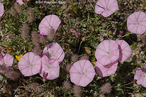 Convolvulus althaeoides ssp. tenuissimus  Convolvulus althaeoides,Geotagged,Greece,Mallow bindweed,Spring