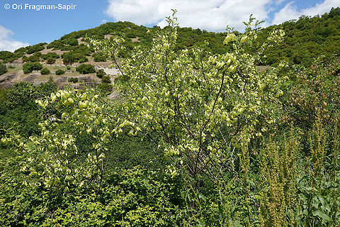Colutea arborescens  Colutea arborescens,Geotagged,Greece,Spring