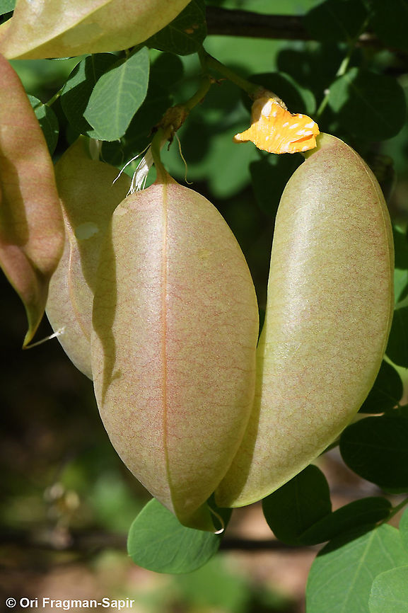 Colutea arborescens  Colutea arborescens,Geotagged,Greece,Spring