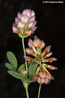 Trifolium grandiflorum  Geotagged,Greece,Large-flower Hop Clover,Spring,Trifolium grandiflorum