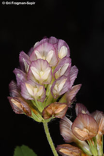 Trifolium grandiflorum  Geotagged,Greece,Large-flower Hop Clover,Spring,Trifolium grandiflorum