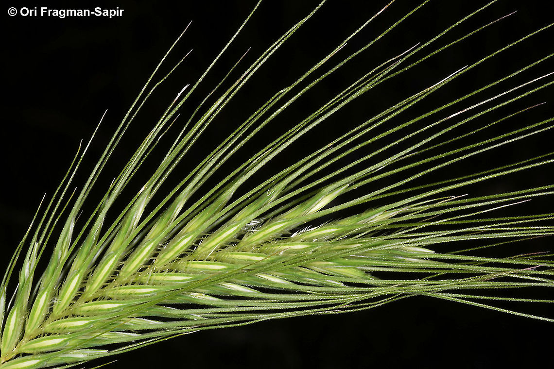 Dasypyrum villosum  Dasypyrum villosum,Geotagged,Greece,Spring