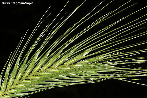 Dasypyrum villosum  Dasypyrum villosum,Geotagged,Greece,Spring