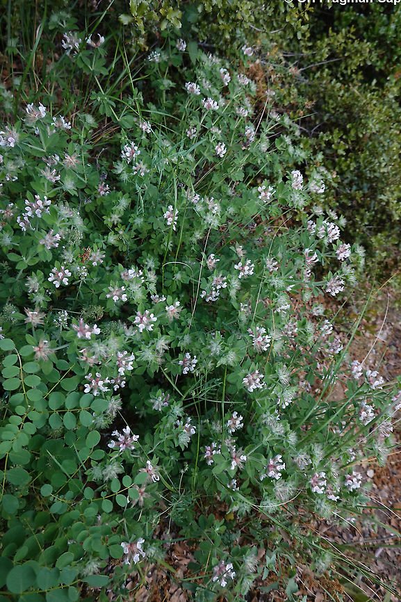 Dorycnium hirsutum  Geotagged,Greece,Lotus hirsutus,Spring
