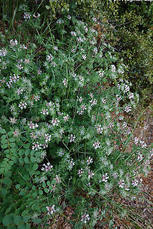 Dorycnium hirsutum  Geotagged,Greece,Lotus hirsutus,Spring
