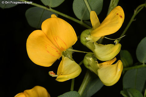 Colutea arborescens  Colutea arborescens,Geotagged,Spring