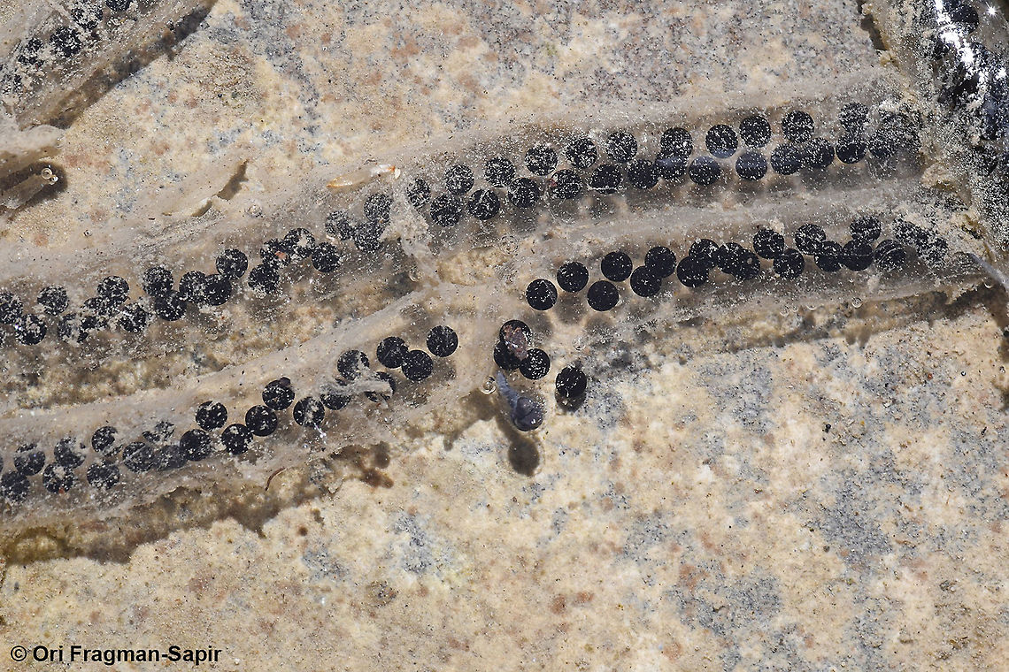 bufo, toad eggs  Bufo,Geotagged,Greece,Spring