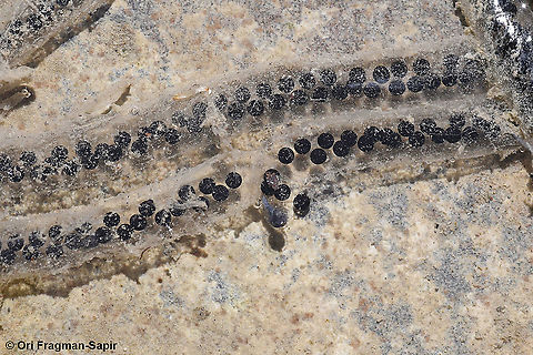 bufo, toad eggs  Bufo,Geotagged,Greece,Spring