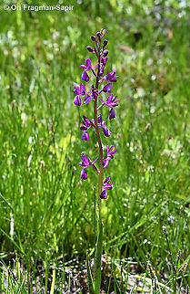 Orchis laxiflora  Anacamptis laxiflora,Geotagged,Greece,Spring