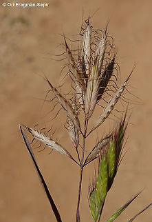 Bromus danthoniae  Bromus danthoniae,Geotagged,Oat Brome,Spring