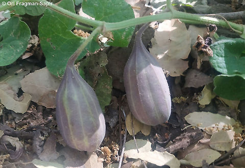 Aristolochia paecilantha  Aristolochia paecilantha,Geotagged,Party-colored birthwort,Spring