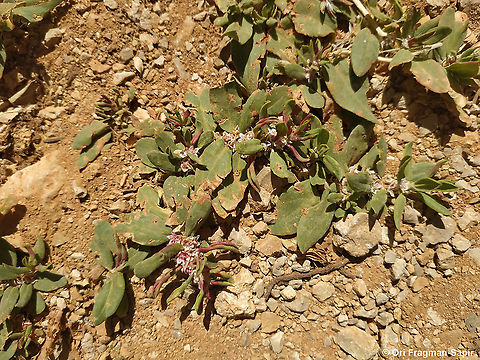 Polygonum cognatum  Geotagged,Polygonum cognatum,Spring