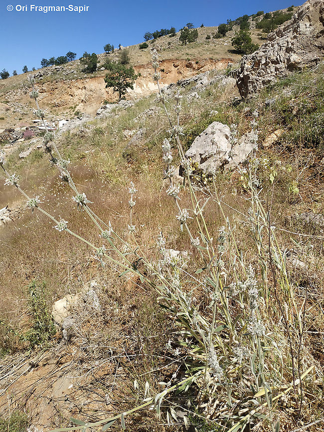 Stachys cretica  Geotagged,Spring,Stachys cretica
