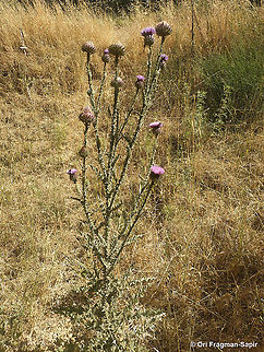 Onopordum cynarocephalum  Geotagged,Onopordum cynarocephalum,Spring