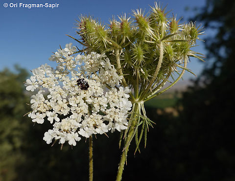 Daucus broteri  Daucus broteri,Geotagged,Spring