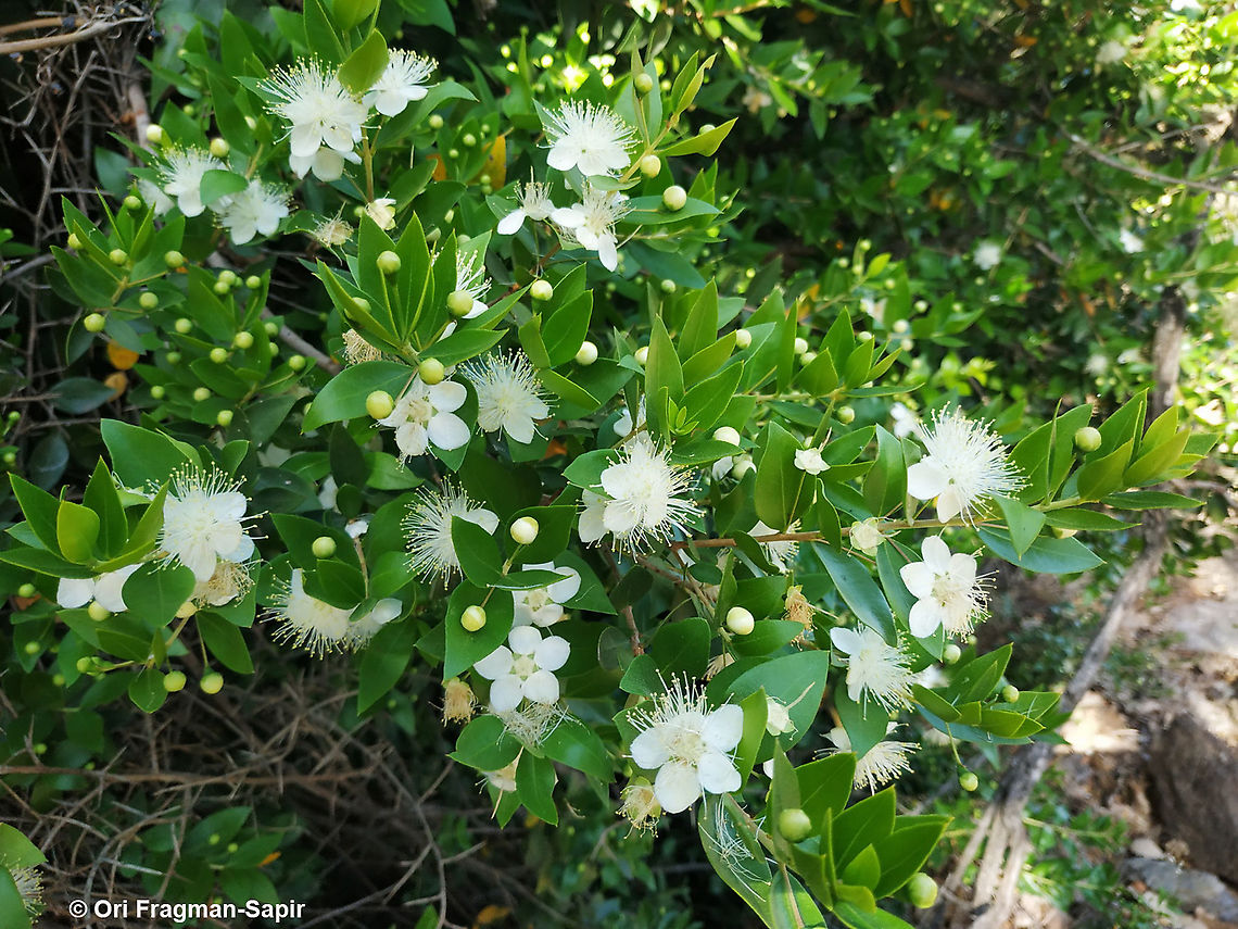 Myrtus communis  Geotagged,Myrtus communis,Spring