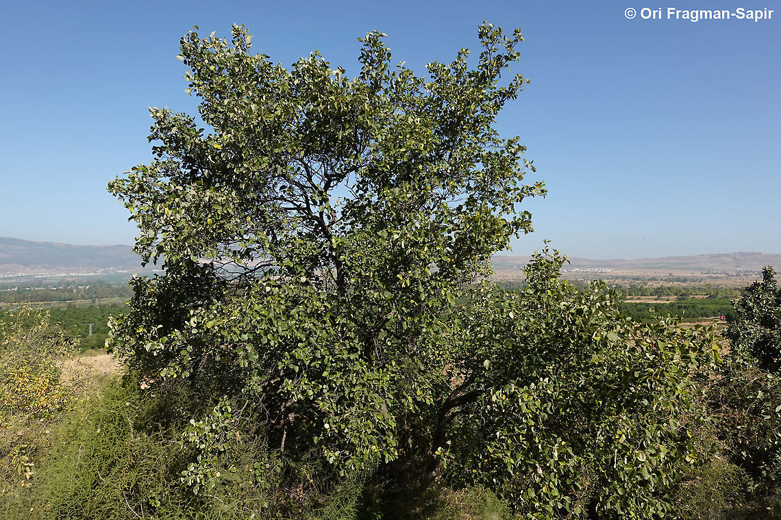 Styrax officinalis  Geotagged,Spring,Styrax officinalis