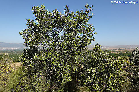 Styrax officinalis  Geotagged,Spring,Styrax officinalis