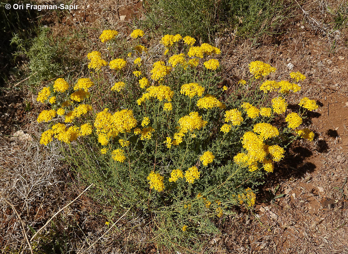 Hypericum scabrum  Geotagged,Hypericum scabrum,Spring