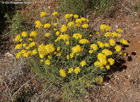 Hypericum scabrum  Geotagged,Hypericum scabrum,Spring