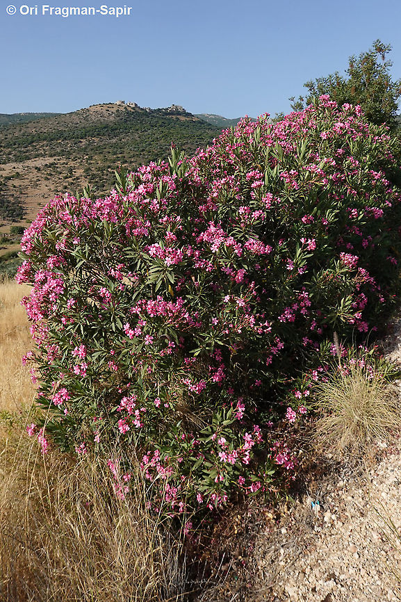Nerium oleander  Geotagged,Nerium,Nerium oleander,Spring