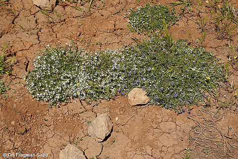 Veronica orientalis  Geotagged,Spring,Veronica orientalis