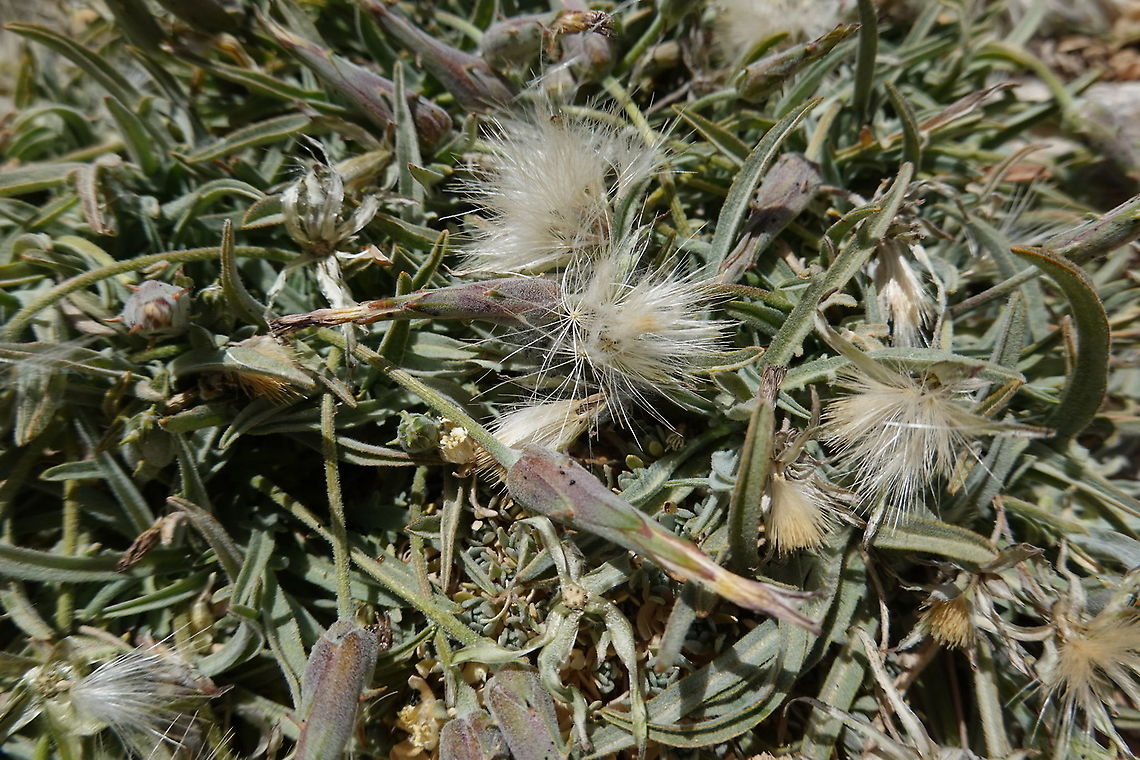 Scorzonera meyeri Mt Hermon 2050 m. Geotagged,Scorzonera meyeri,Spring