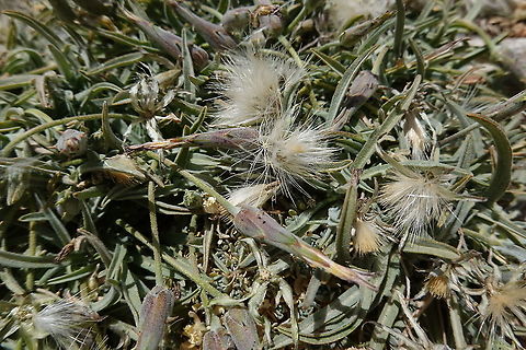 Scorzonera meyeri Mt Hermon 2050 m. Geotagged,Scorzonera meyeri,Spring