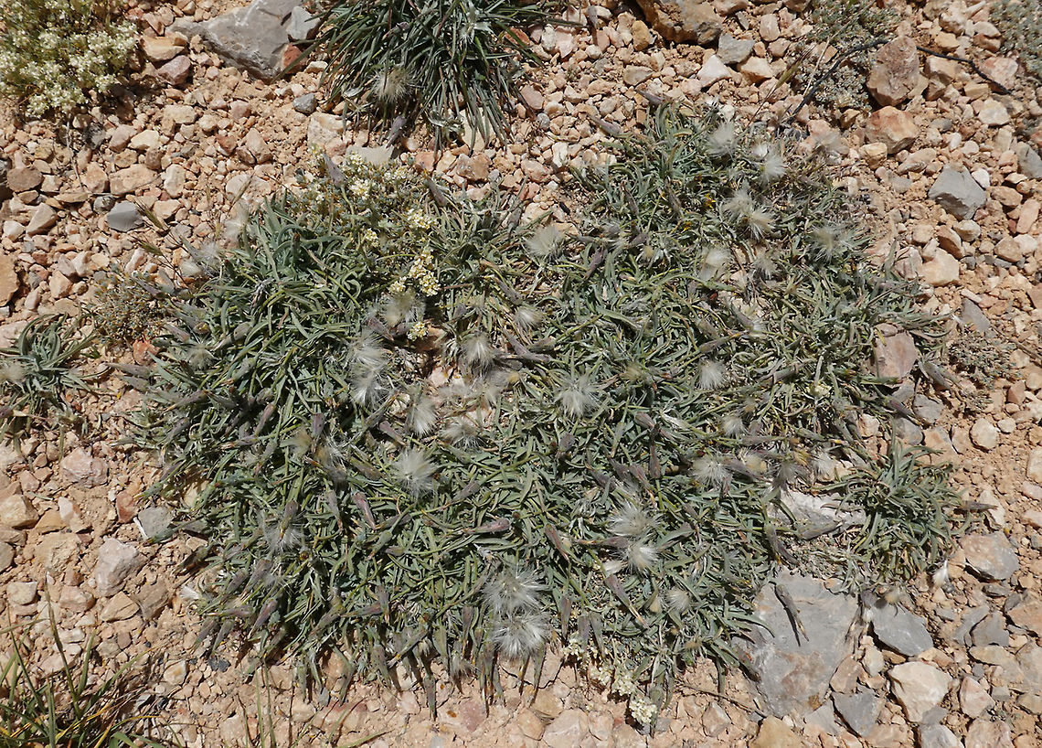 Scorzonera meyeri Mt Hermon 2050 m. Geotagged,Scorzonera meyeri,Spring