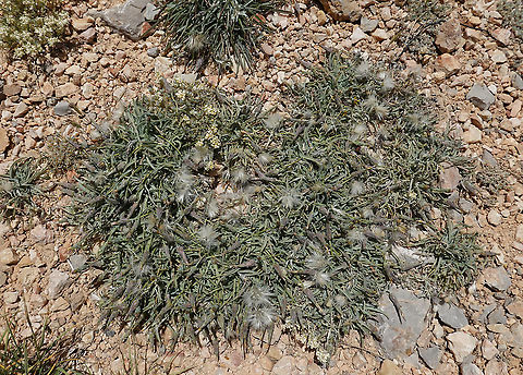 Scorzonera meyeri Mt Hermon 2050 m. Geotagged,Scorzonera meyeri,Spring