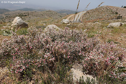 Atraphaxis billardierei  Atraphaxis billardierei,Geotagged,Spring