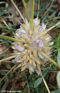 Astragalus oleifolius