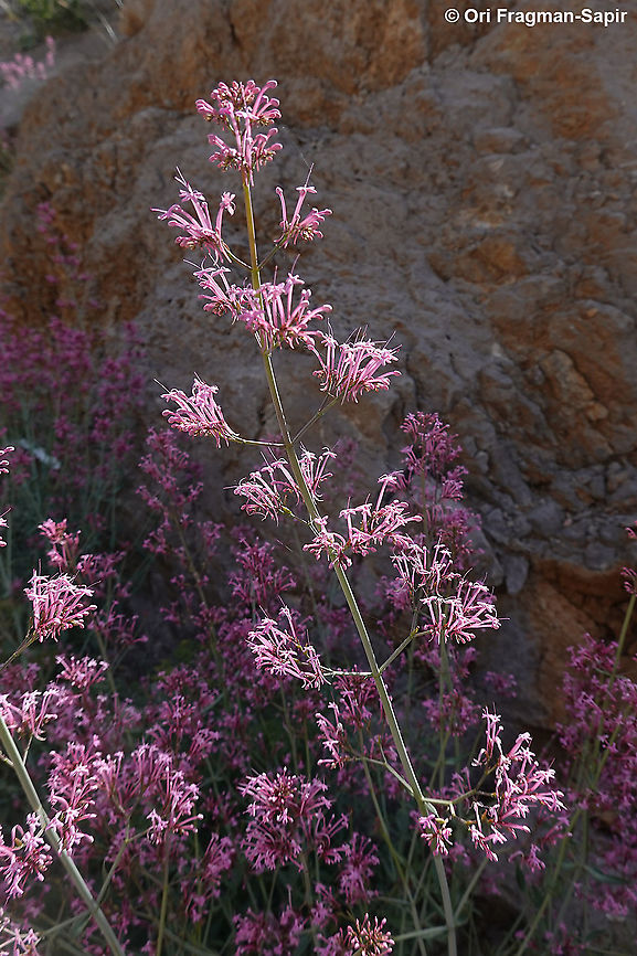 Centranthus longiflorus  Centranthus longiflorus,Geotagged,Spring