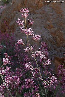 Centranthus longiflorus  Centranthus longiflorus,Geotagged,Spring