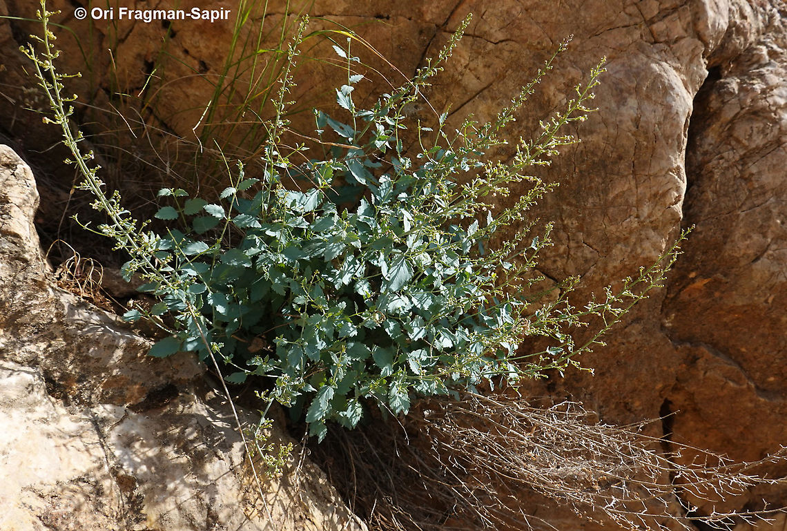 Scrophularia libanotica  Geotagged,Scrophularia libanotica,Spring