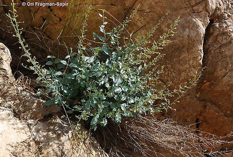Scrophularia libanotica