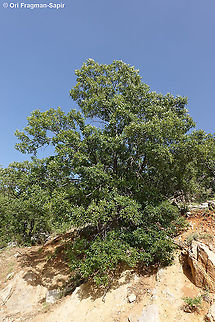 Quercus look  Geotagged,Quercus look,Spring