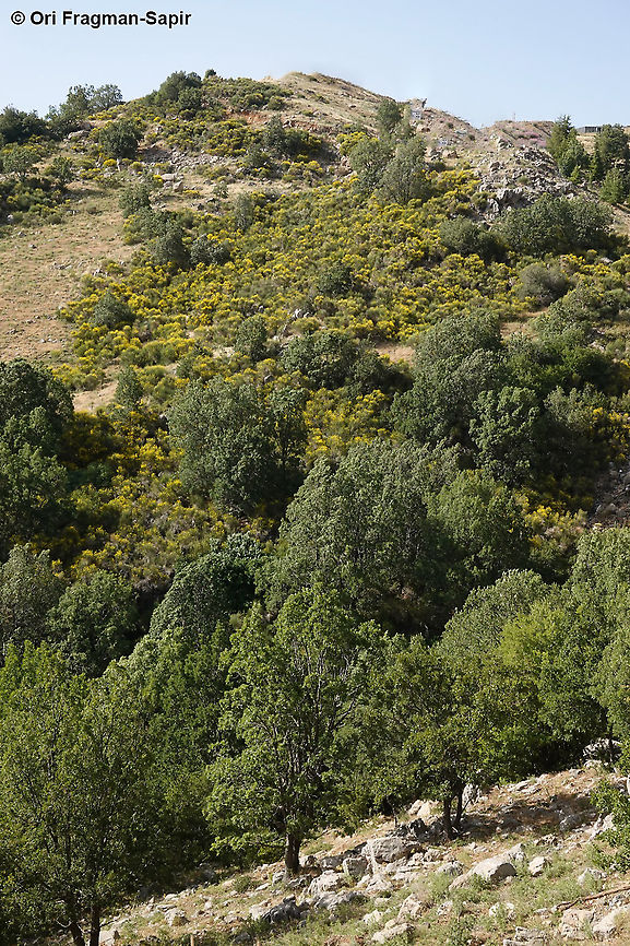 Spartium junceum  Geotagged,Spanish Broom,Spartium junceum,Spring