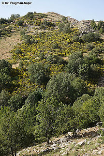 Spartium junceum  Geotagged,Spanish Broom,Spartium junceum,Spring