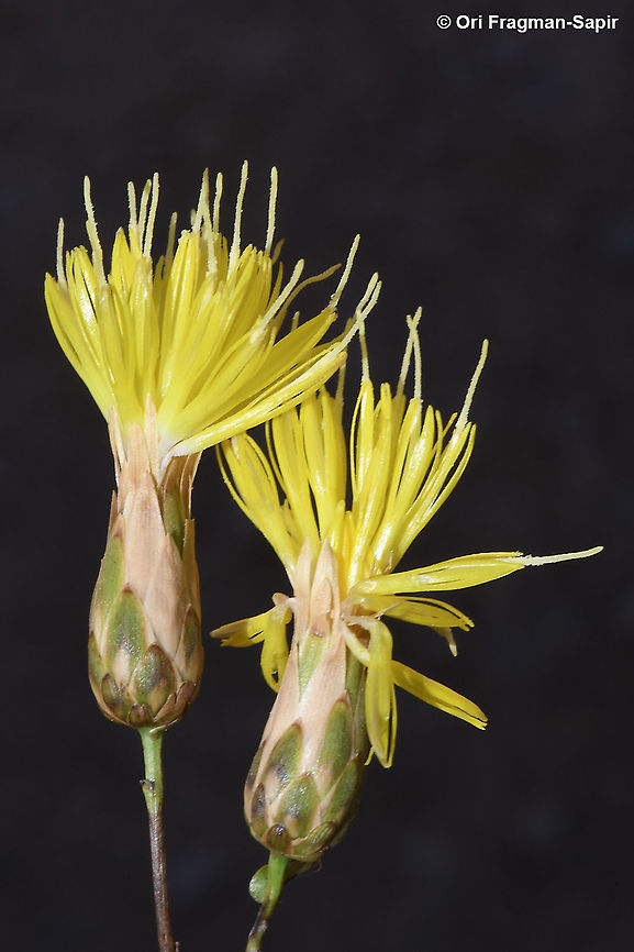 Klasea cerinthifolia  Geotagged,Klasea cerinthifolia,Spring