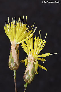 Klasea cerinthifolia  Geotagged,Klasea cerinthifolia,Spring