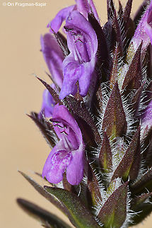 Thymbra spicata  Thymbra spicata