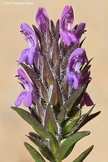 Thymbra spicata  Geotagged,Spring,Thymbra spicata