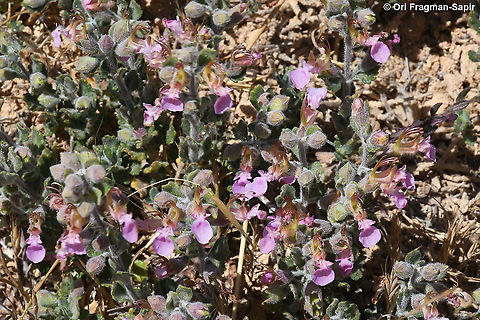 Teucrium chamaedrys  Geotagged,Spring,Teucrium chamaedrys,Wall Germander