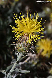 Centaurea drabifolia ssp. libanotica  Centaurea drabifolia,Geotagged,Spring