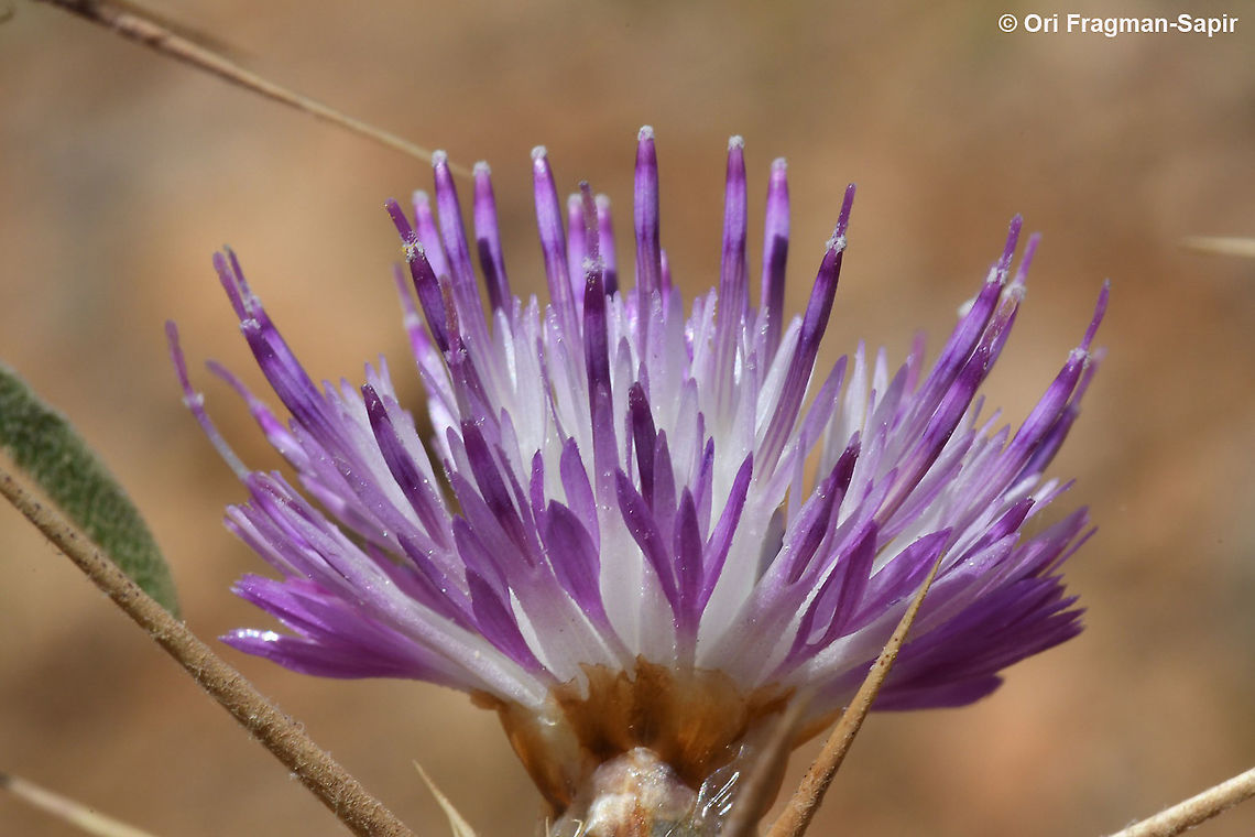 Centaurea iberica  Centaurea iberica,Geotagged,Iberian knapweed,Spring